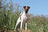 FOX TERRIER POIL LISSE 003